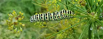 Oruga de la mariposa machaón comiendo hinojo.