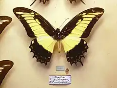 Macho normal de Papilio androgeus