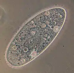 Paramecium aurelia (Peniculida)