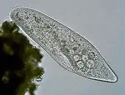 Paramecium caudatum (Peniculida)