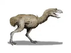 Paraphysornis brasiliensis (Ave Gruiforme del Mioceno)