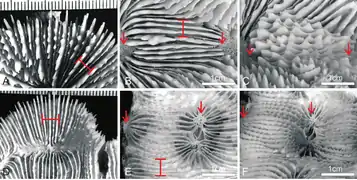 P. vitiensis (A-C) y P. rowleyensis (D-E): A) septa en espécimen monocéntrico; B) vista de los costosepta en espécimen policéntrico; C) vista lateral de la misma porción del espécimen B; D) cálices periféricos de un espécimen; E) vista de los costosepta en espécimen D; F) vista lateral de la misma porción del espécimen E. Flechas rojas indican la posición de la columella en coralitos adyacentes, corchetes rojos situados perpendicularmente a los costosepta muestran el número de costosepta interceptados en 1 cm de transección