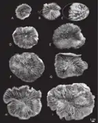 Diversos corallum de P. vitiensis.