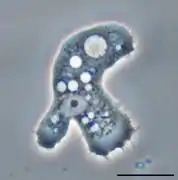 Acanthamoeba (Discosea)