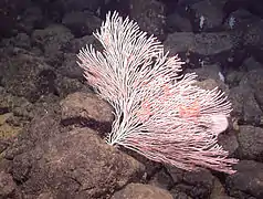 Parastenella sp. a 1922 m en la montaña marina de Davidson