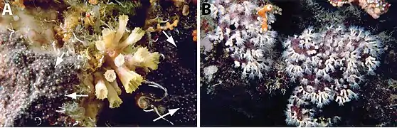 A: Parazoanthus sp en el atolón Ndaa, Sulawesi sudeste B: Parazoanthus sp. en el sudeste de Likuan, Sulawesi norte