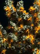 Parazoanthus swiftii creciendo sobre esponja Iotrochota birotulata