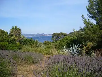 Lavandas, cactus y el jardín tropical.