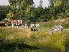 Cebras, jirafas y watusi