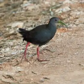 Gallineta negruzca en Jacutinga - MG - Brasil