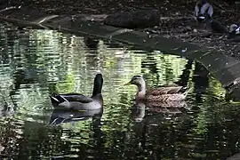 Pareja de ánade real