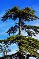 Cedro del Atlas (Cedrus atlantica), una conífera endémica de los bosques del norte de África, en Talssemtane.