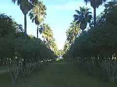 El parque Amate, que pertenece al distrito Cerro-Amate.