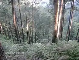 Monzónico AmParque nacional Cusuco