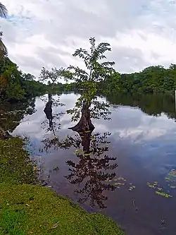 HumedalParque Nacional Punta Izopo