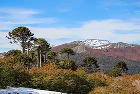 Bosques caducifolios y de coníferas nativas en la Patagonia de Chile y Argentina. En la imagen, Parque Nacional Villarrica, en Chile.