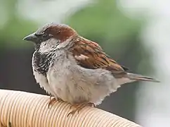 Passer domesticus