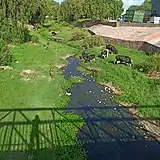 Pastoreo y ramoneo en zonas de humedales