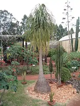 Beaucarnea recurvata, una Nolineae de tipo "pata de elefante".