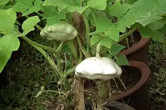 Forma blanca, planta arbustiva, como 'White Bush Scallop'