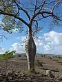 Ceiba glaziovii