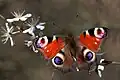 Mariposa pavo real (Aglais io), sobre un endrino en la reserva RSPB de Otmoor, Oxfordshire, Inglaterra.