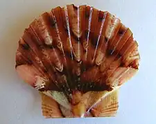 Pecten novaezelandiae