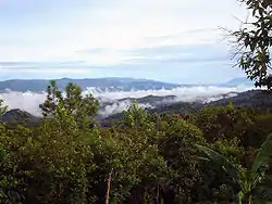 Bosque laurifolioLa Paz