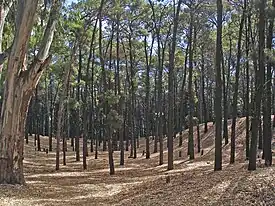 Bosque encantado de Pehuen Co.