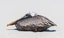 Pelícano pardo de las Galápagos (Pelecanus occidentalis urinator) en bahía Tortuga.