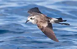 Paiño pechialbo (Pelagodroma marina).