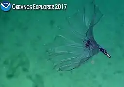 Observación de 2017 frente a las islas de Samoa.