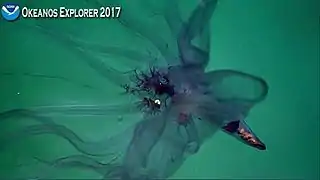 Vista más cercana de la misma observación del NOAA Okeanos Explorer de 2017