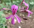 Pelargonium reniforme en el  Walter Sisulu NBT.