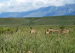 antílope cabrío en el parque nacional.