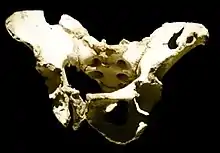 La pelvis 1 completa de la Sima de los Huesos