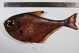 Pempheris oualensis