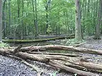 Flatwoods de roble húmedo en Pennyroyal Plain, Tennessee