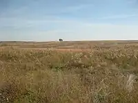 Remanente de la pradera mésica en Pennyroyal Plain, Tennessee