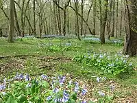 Bosque de tierras bajas en Pennyroyal Plain, Kentucky