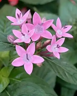 Flores rosas