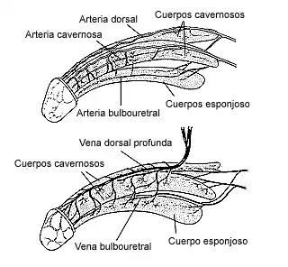 Arterias y venas del pene.