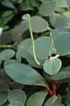 Inflorescencias en detalle, Jardín Botánico de Jena, Alemania