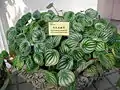 Peperomia sandersii.