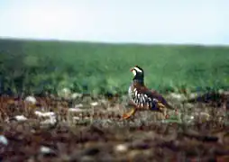 Perdiz roja corriendo.