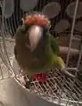 Perico en su jaula