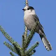 Espécimen de arrendajo gris