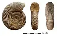 Perisphinctes virguloides