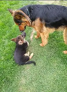 Perro Pastor Alemán adulto, con su cría de seis semanas.