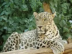 Leopardo (Panthera Pardus)